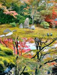 京都賞楓圖鑑：寶嚴院。