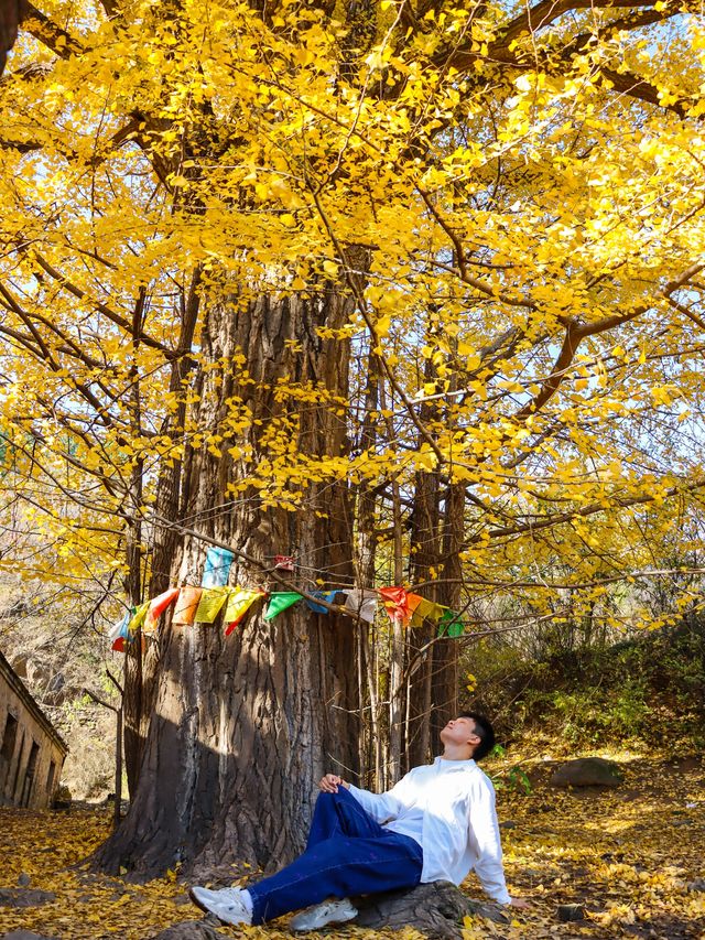 北京秋天任何人錯過這裡的銀杏都會遺憾。
