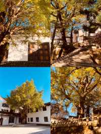 南嶽福嚴寺的銀杏樹又黃了。