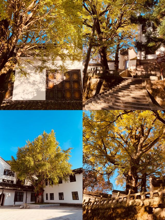 南嶽福嚴寺的銀杏樹又黃了。 南嶽福嚴寺的銀杏樹又黃了。