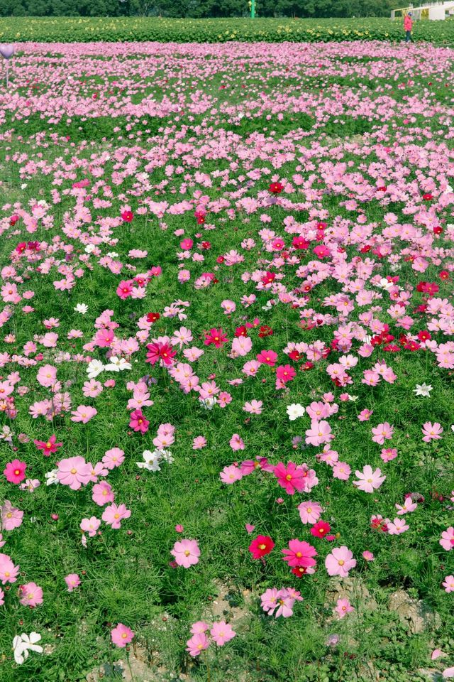 蘇州｜快去！ 百畝花海。