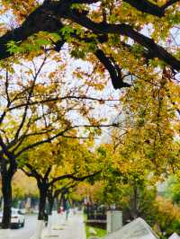 西安‖紡織城這個拐角公園秋色如畫。