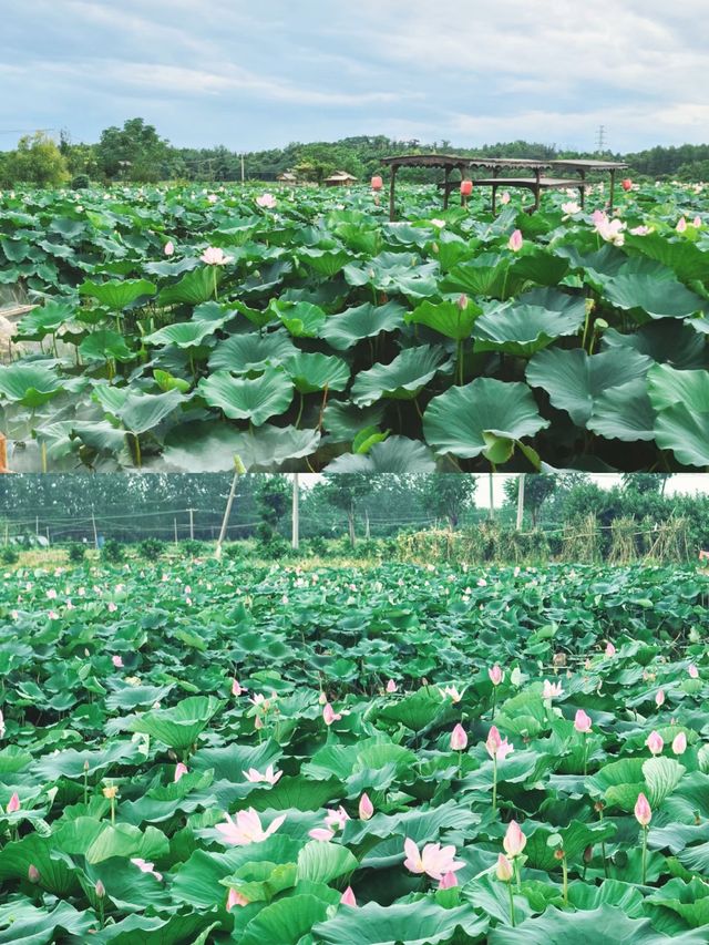 荷花博覽園綻放盛夏之美，驚艷你的朋友圈。