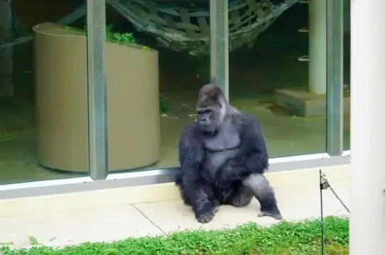 平日參觀名古屋東山動植物園!