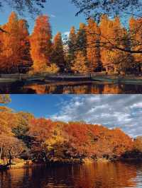 東京賞楓圖鑑：井之頭恩賜公園。