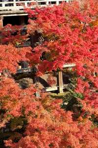 京都｜清水寺紅葉瀑布 風光無限