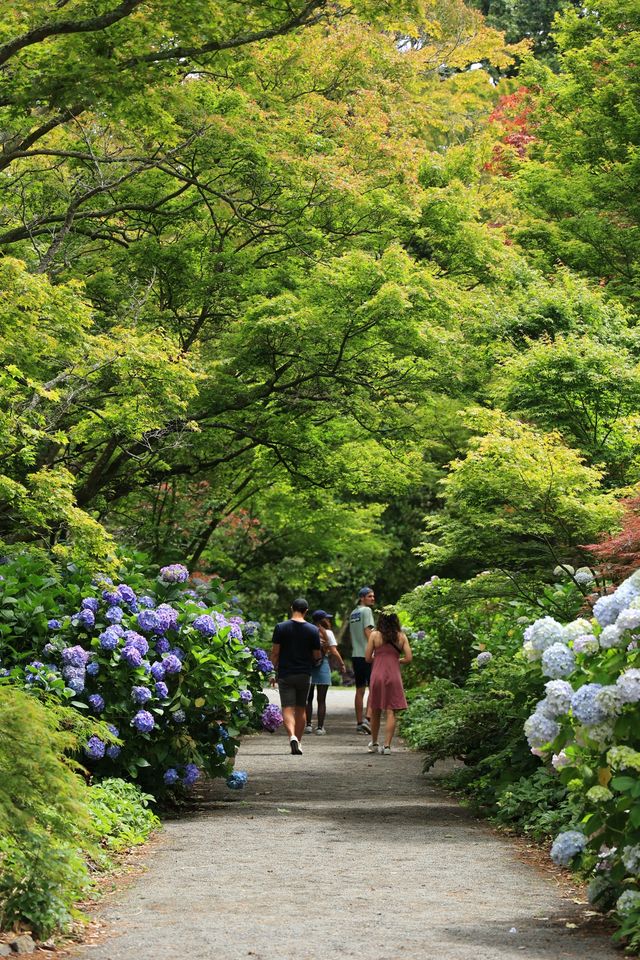 基督城植物園｜四季不同景｜夏日盡繁花