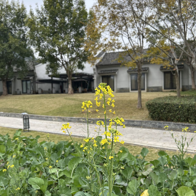 酒店體驗|在陽朔悅榕莊過聖誕節可真太值得了❗️