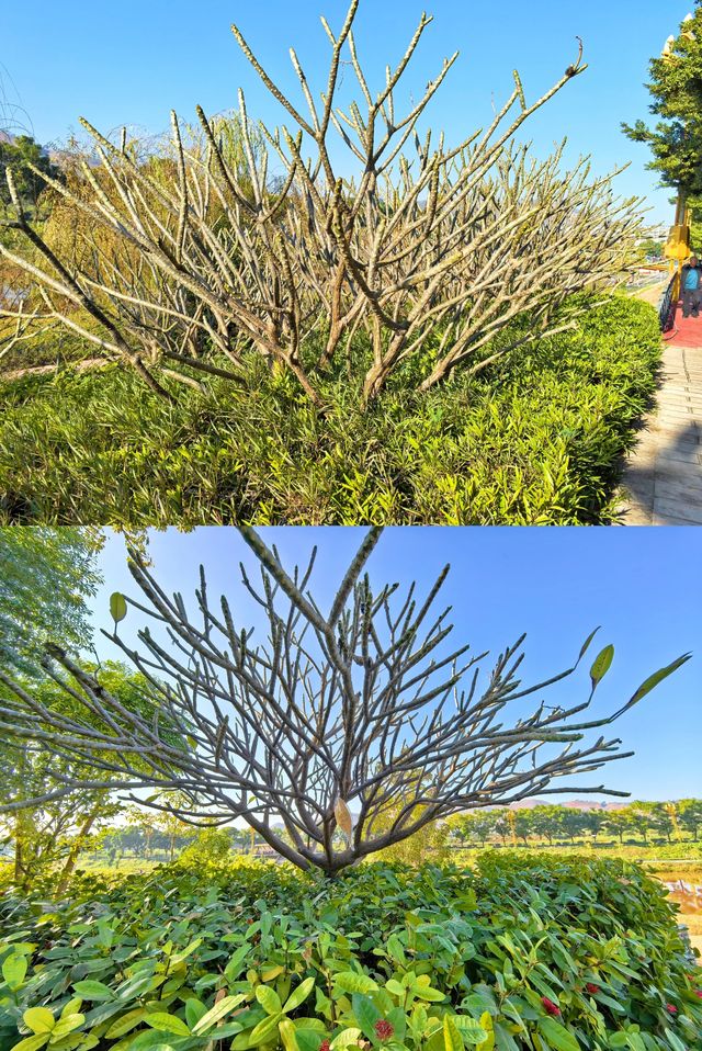 元謀鳳凰湖公園