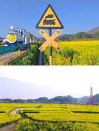 不是平坝/婺源這是離貴陽1h的賞花天堂