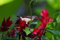 Common Animals in the Royal Botanical Gardens of Kandy