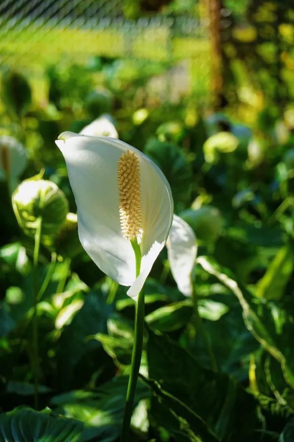 Discover the Green Paradise of Sri Lanka