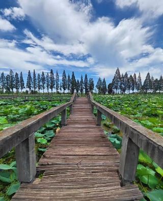 洪湖生態旅遊區