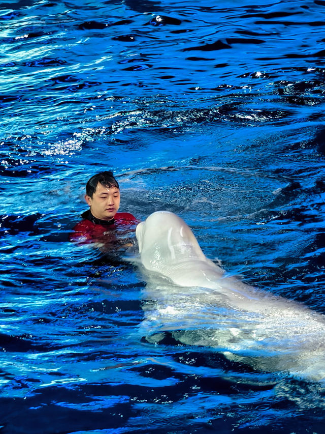 昆明！新的海洋世界！新年反向旅遊啦！