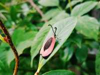 First Line Explorers: Deep Dive Into Hunan Forest "Underleaf" World