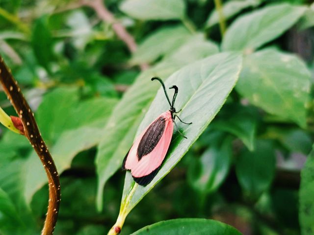 First Line Explorers: Deep Dive Into Hunan Forest "Underleaf" World