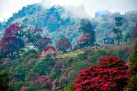 尼泊爾高山杜鵑的“硬核身份”。