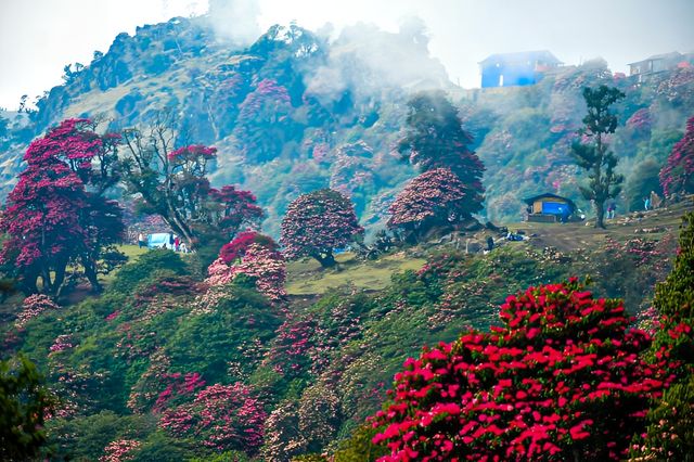 尼泊爾高山杜鵑的“硬核身份”。