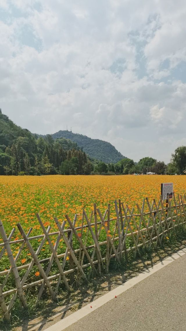 遇見不一樣的「花溪」！