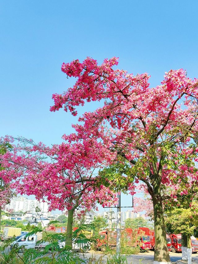 春節攀枝花7日遊 超詳細攻略來襲