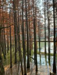 Travel Experience at Qingshan Lake in Hangzhou