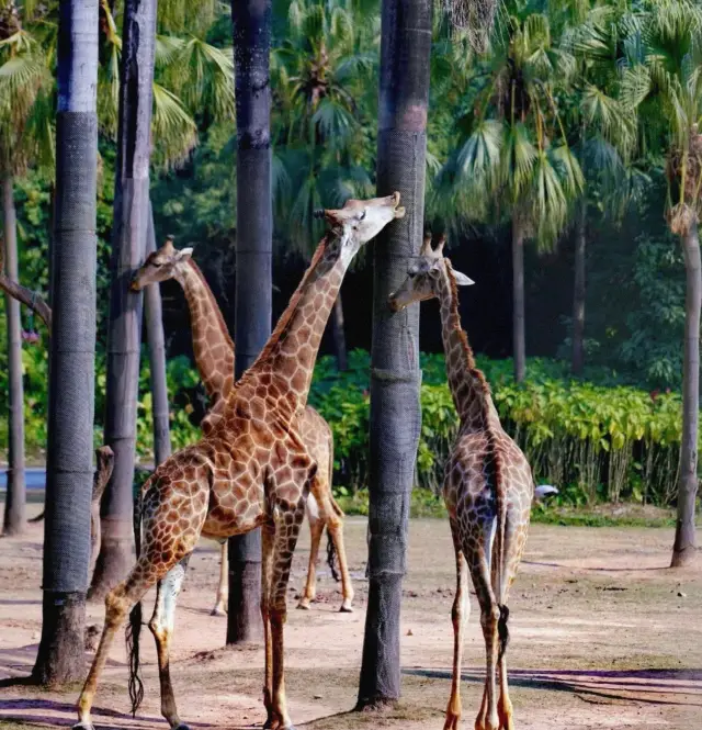 Chimelong Safari Park: A comprehensive guide to avoid pitfalls! Save it now!