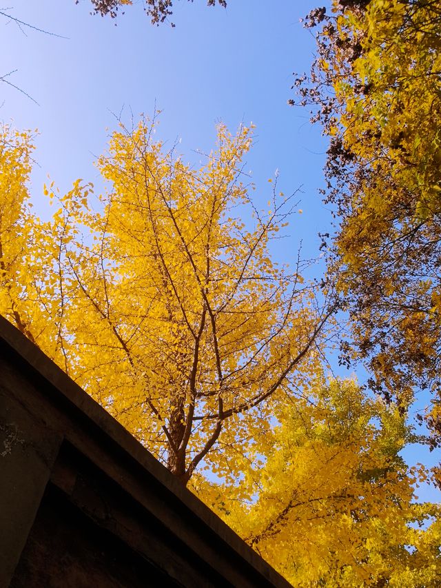 北京西山森林公園遊覽