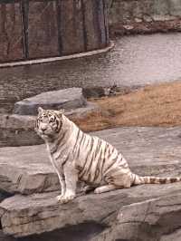 救命！誰能想到南通森林動物園這麼絕，玩到不想走