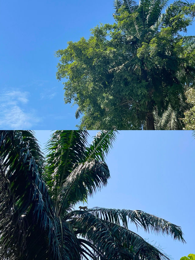 馬來西亞新山｜南洋風情的寶藏之地，等你來探！