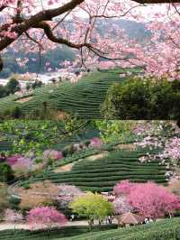 永福櫻花秘境國家地理認證的春日天花板