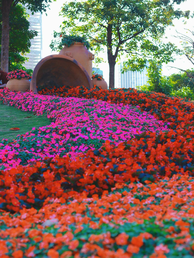 《桂灣公園的花海盛景》