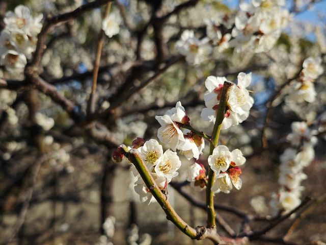 東京早春萬勿錯過：芝公園古梅正當時