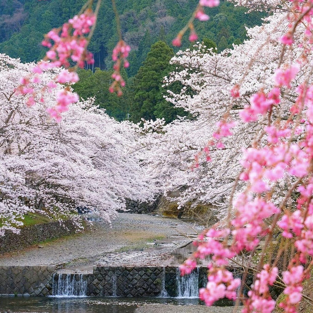 🌸京都小眾寶藏地 | 亀岡七谷川