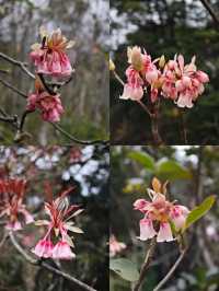 恩上濕地公園：期待與現實
