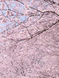 🌸搭乘開往春天的列車，邂逅觀山湖公園的浪漫