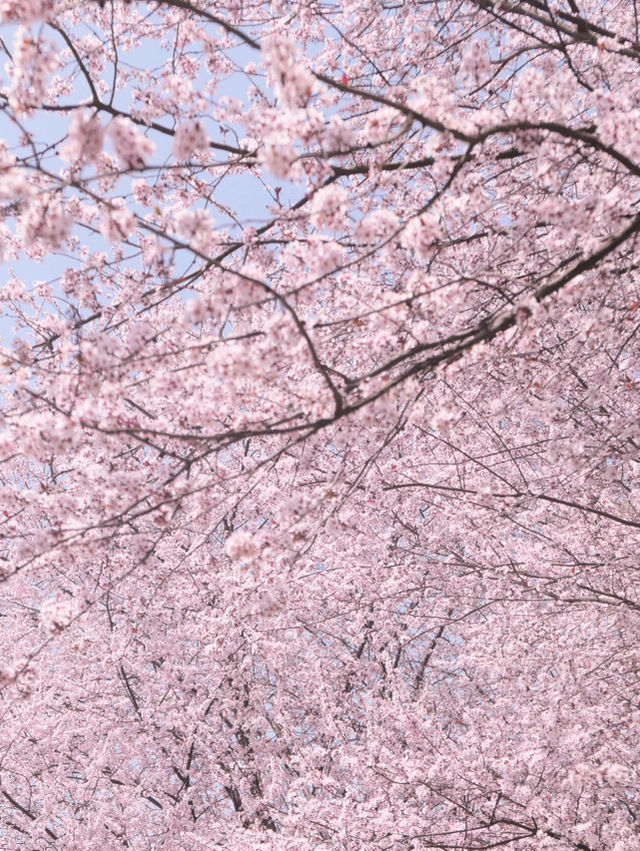 🌸搭乘開往春天的列車，邂逅觀山湖公園的浪漫