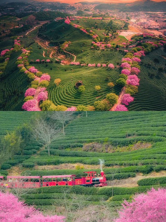 福建龍岩櫻花茶園賞花遊攻略