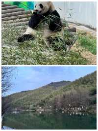 南山竹海如海洋般美麗的竹林駐足注目