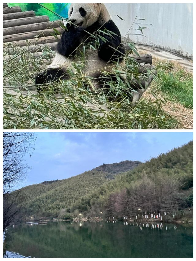 南山竹海如海洋般美麗的竹林駐足注目