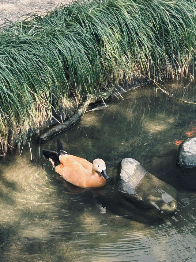 Explore the Healing Power of Shanghai Wildlife Park