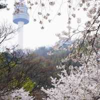 🌸南山公園 | 藏在塔下的浪漫花徑