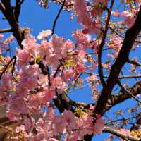 🌸福岡驚喜！偶遇櫻花盛開