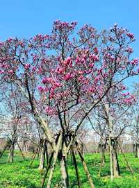 上海世紀公園，玉蘭花競相綻放
