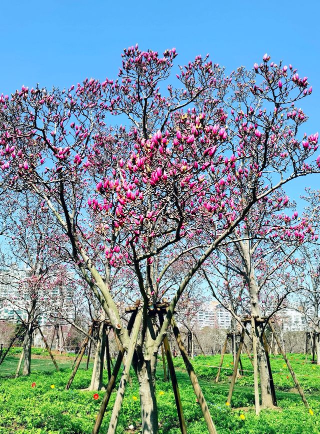 上海世紀公園，玉蘭花競相綻放