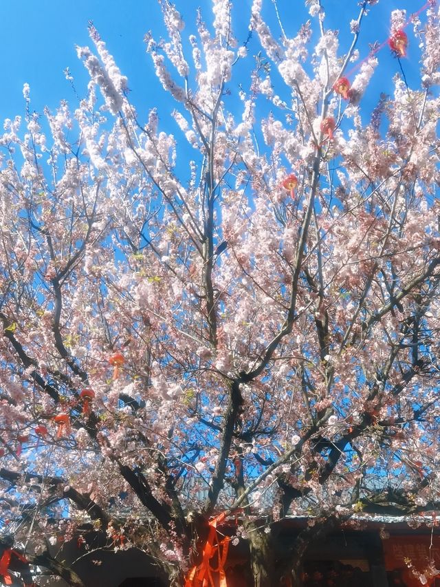 昆明周邊遊｜城市一角，妙高寺，春日賞花好去處～