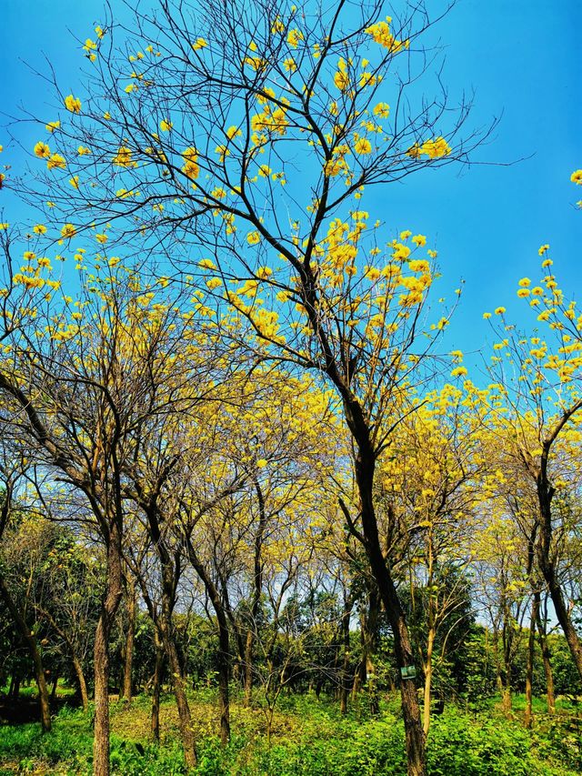 踏入海珠國家濕地公園，在濕地的靜謐中聆聽自然的淺吟低唱