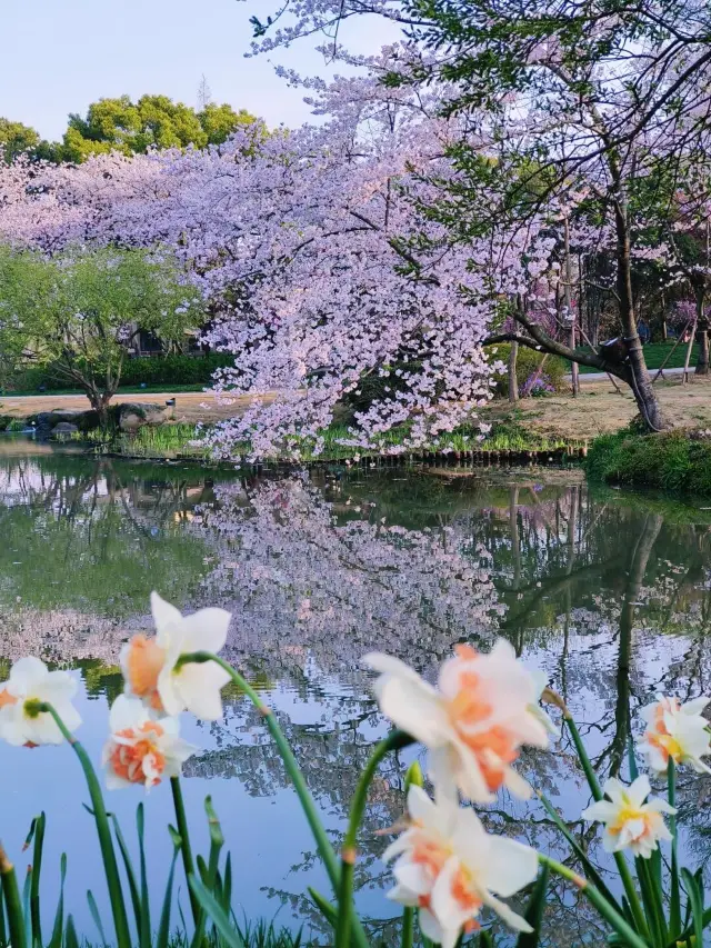 3월 벚꽃놀이는 위산호수에서, 가성비 최고!