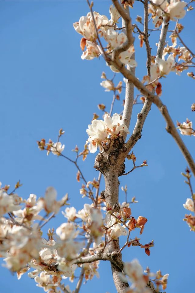 3.19上海的白玉蘭實在是太美了🌸