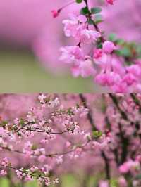 湖南常德賞桃花好去處推薦‖打卡避坑攻略