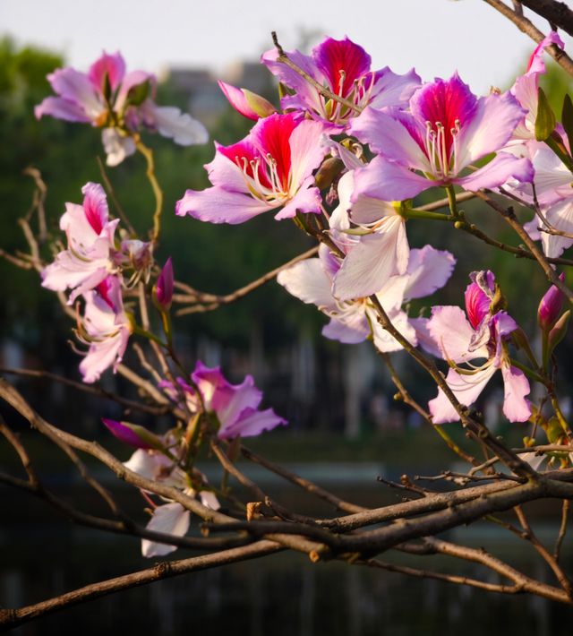 歐陸浪漫公園